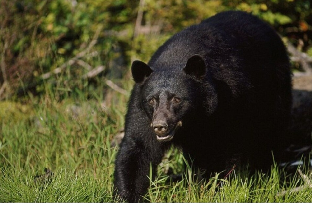 भालुको आक्रमणबाट श्रीमान श्रीमती घाइते