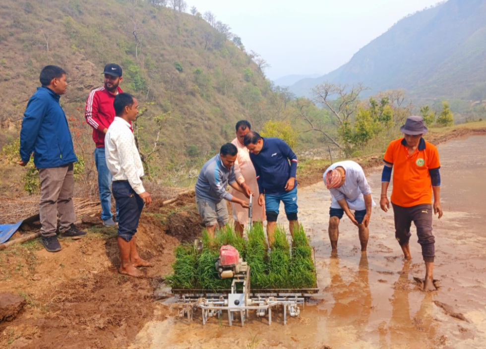 डोटीमा मेसिनको प्रयोग द्वारा चैते धान रोपियो