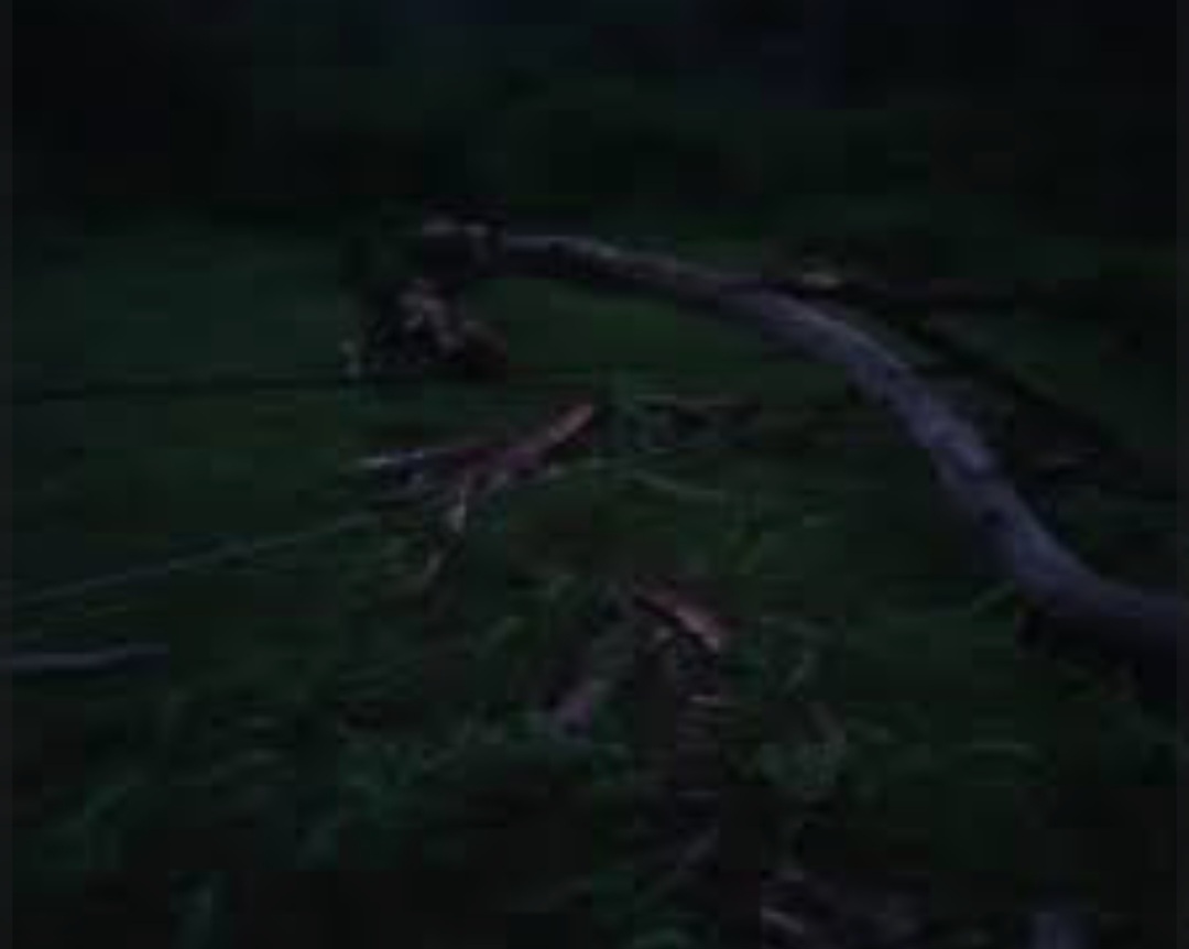 पुर्वीचौकीको सानागाँउमा रूख ढलेर बिक घाइते